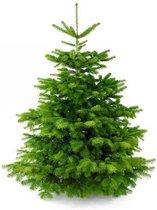 Plant&More - Nordmann Kerstboom 240 -270 cm - Zonder Kluit