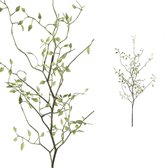 Twig Plant groene kruiden tak