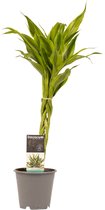 Dracaena Sandriana Gold - Drakenbloedboom - Hoogte: ↑ 45 cm - Half-schaduw - Waterbehoefte: Gemiddeld - diameter pot: 12 cm