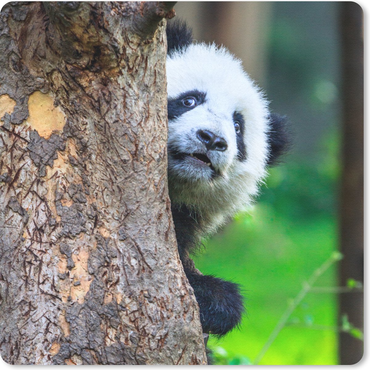 Muismat 30x30 cm - Mousepad Panda - Boom - Bos - Muismatten
