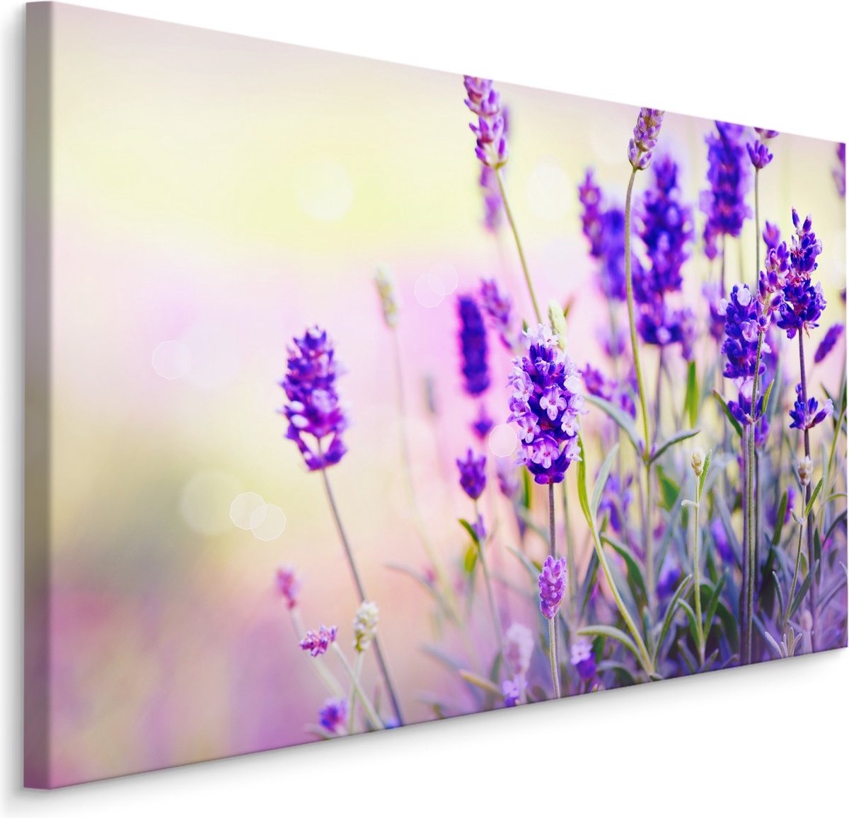karo-art Schilderij - Lavendel in het Veld, Premium Print, 5 maten Multikleur