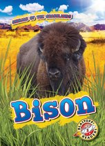 Animals of the Grasslands - Bison