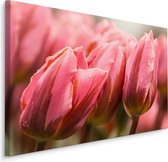 Schilderij - Roze tulpen, premium print
