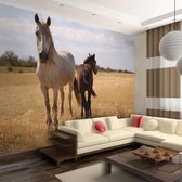 Fotobehangkoning - Behang - Vliesbehang - Fotobehang Paard en Veulen - 250 x 193 cm