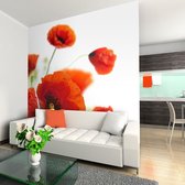 Fotobehang - Poppies on the wihite background.