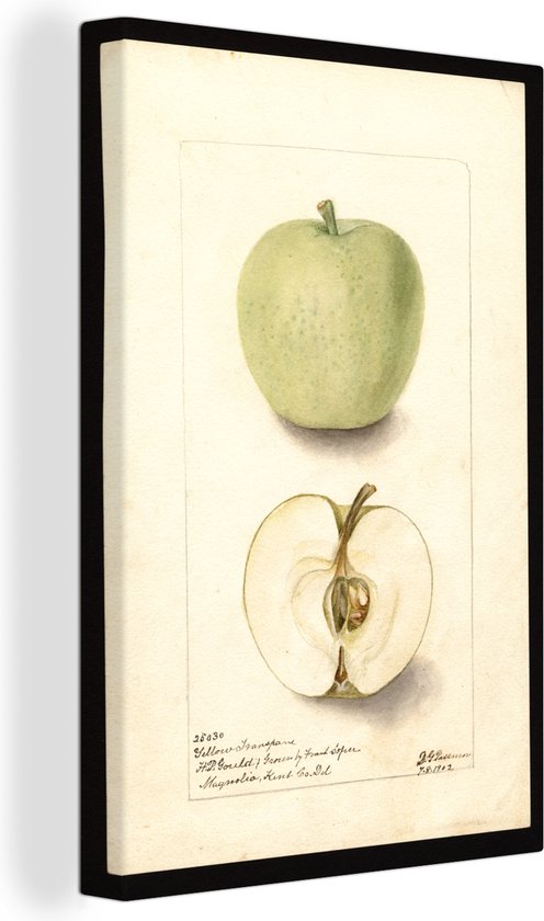 Canvas Schilderij Malus domestica, Trenton Early appel - schilderij van Deborah Griscom Passmore - 80x120 cm - Wanddecoratie