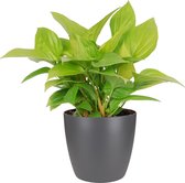 FloriaFor - Homalomena Lemon Lime In ELHO Sierpot (antraciet) - - ↨ 40cm - ⌀ 15cm