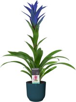 Mama's Planten -   Guzmania Ocean Blue In ELHO ® Vibes Fold Rond (diepblauw) - Vers Van De Kweker - ↨ 55cm - ⌀ 14cm