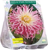 Baltus Dahlia Cactus Stars Favourite bloembol per 1 stuks