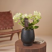 Freedanzo Canary orchidee geel in Abruzzo zwarte pot | Ø 12 cm | ↕ 28-35 cm