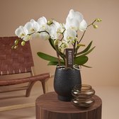 Bambuso Inyo orchidee wit in Abruzzo zwarte pot | Ø 12 cm | ↕ 50-55 cm