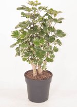 Kamerplant van Botanicly – Aralia – Hoogte: 60 cm – Polyscias Balfouriana