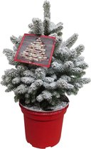 FloriaFor - Picea Sneeuw - - ↨ 75cm - ⌀ 23cm