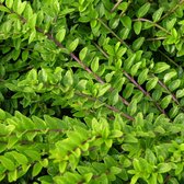 Lonicera pileata 'Moss Green' - Struikkamperfoelie - Pot Ø 14 cm (1,5 liter)