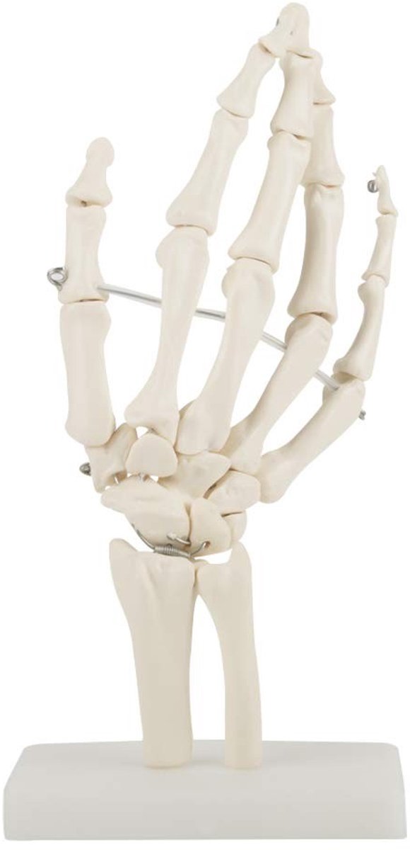 Dailygoods- Handskeletmodel levensgroot - Medisch Skelet - Anatomisch Model - Onderwijshulpmiddel - PVC Kunststof - Stevige Basis - Anatomisch Handmodel