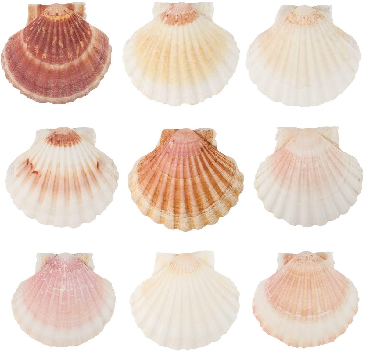 Dailygoods- Jacobsschelpen 10 Stuks - Grote Schelpschalen 9-11 cm - Natuurlijke Schelpen - Decoratie - Keukendecoratie - Tafelopzetstukken - Decoratieschelpen