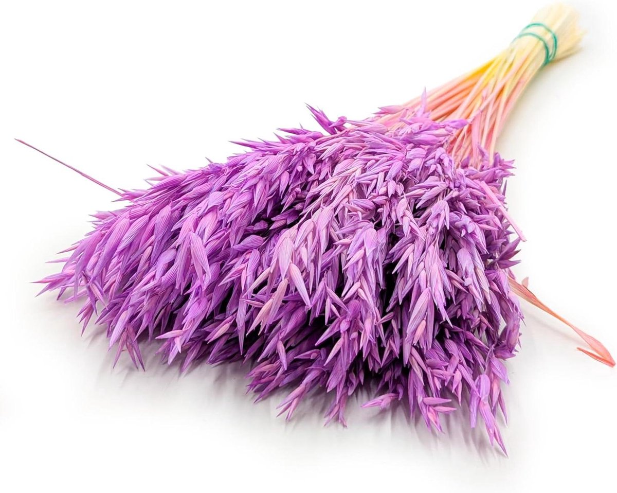 Gedroogde Haver - Siergras - Decoratie - Natuurlijk en Biologisch Afbreekbaar - 1.0 Count - Paars