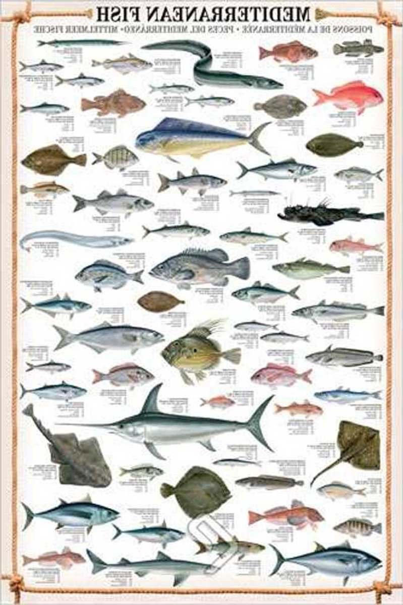 Educatieve Poster - Vis Poster - Wanddecoratie - Educatieve Inhoud - 61x915 cm - Zwart