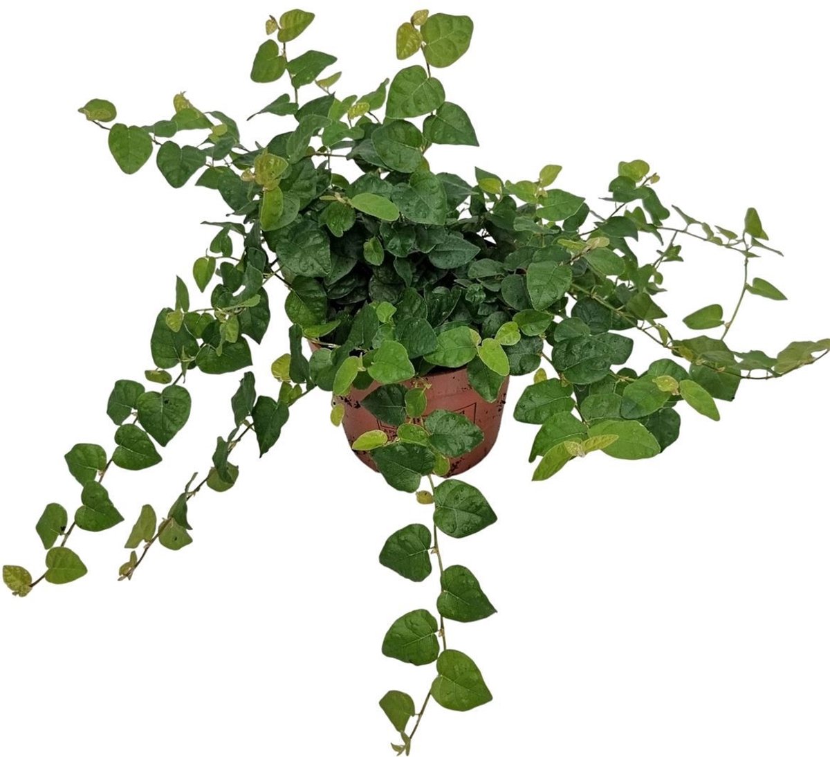 JUNAVERA Ficus pumila 'Green Sunny' terrariumplant | 9 cm pot | 15 cm hoog bij levering