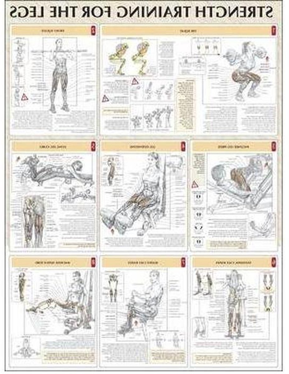 Anatomie Poster - Spiergids - Kracht Training - Gedetailleerde Illustraties - A2 Formaat - Full Color