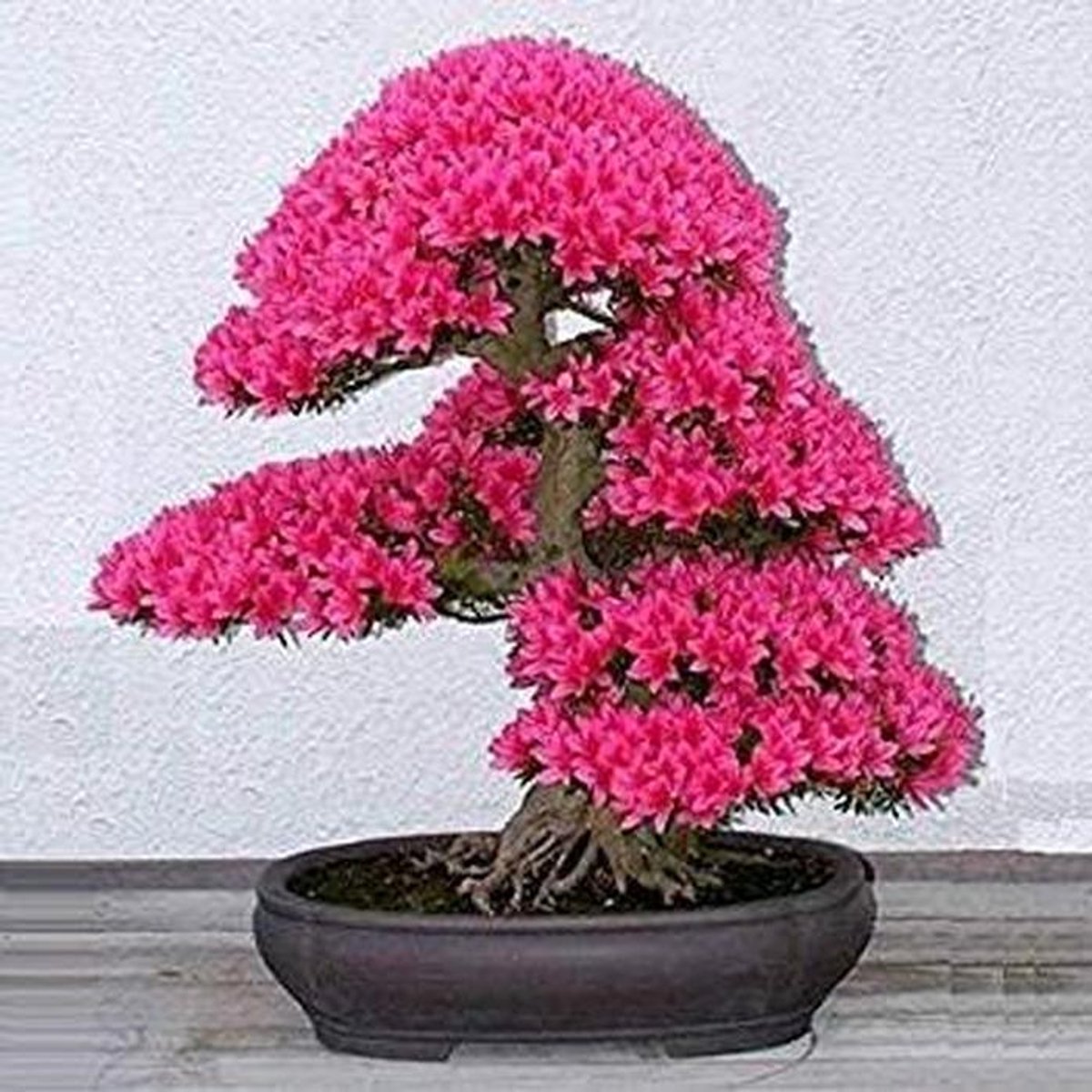 Japanse Sakura Zaden - Bloesem Bomen - Tuinieren Thuis - Makkelijk Groeibaar - 10 Stuks - Roze