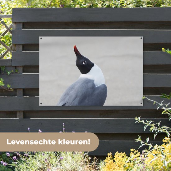 Poster Jardin mouette souriante 120x80 cm - Toile de jardin / Toile d'extérieur / Peintures d'extérieur (décoration de jardin)