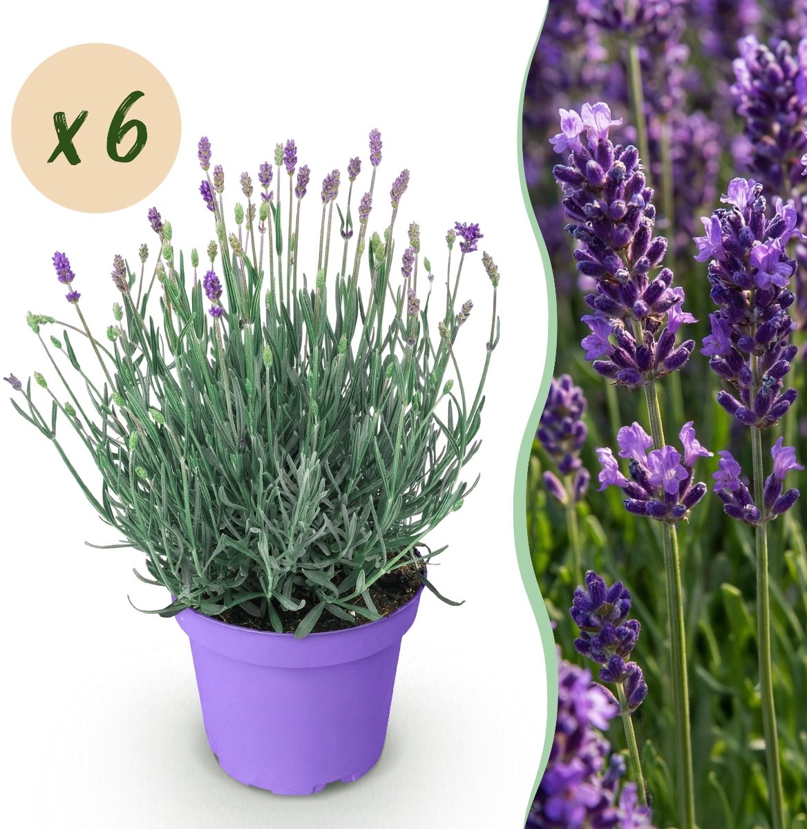 Green BoutiQ - Tuinplant - Lavandula Angustifolia Munstead - Lavendel - Winterhard - Paars - 6 Planten - Pot 12cm - Hoogte 20-25cm
