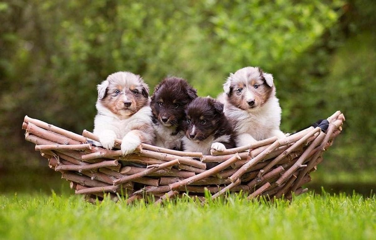 Puzzelbord 1000 stukjes - Legpuzzel - Ontspanning en Hobby - Duurzaam materiaal - 75 x 50 cm - Puppy