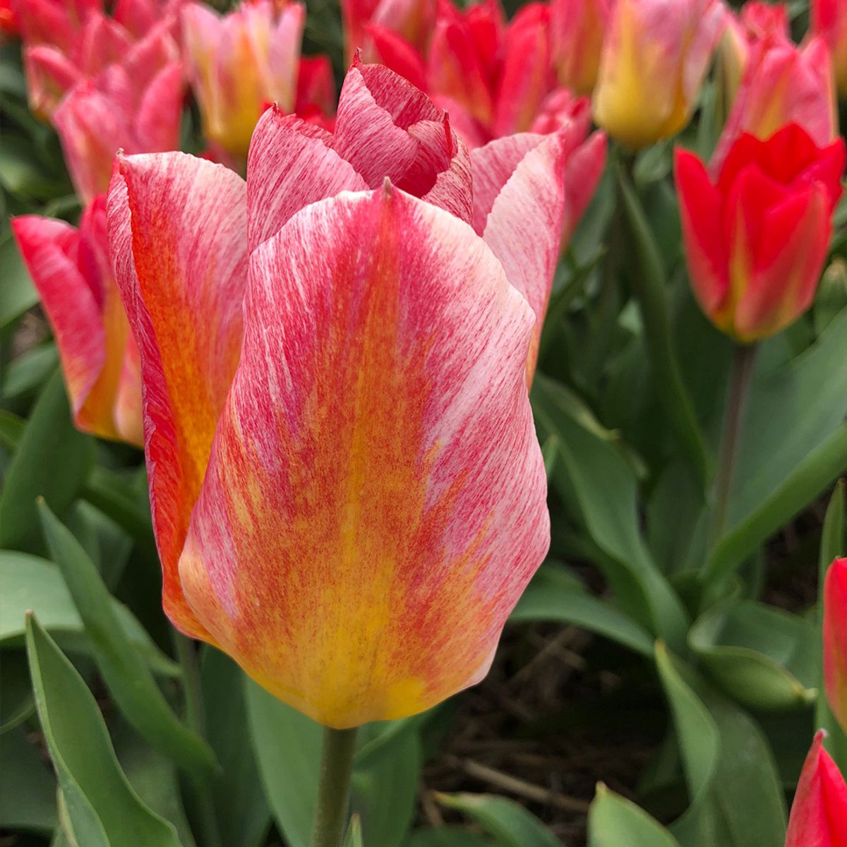 Tulp Flaming Fantasy | 10 stuks | Fosteriana | Geel | Roze