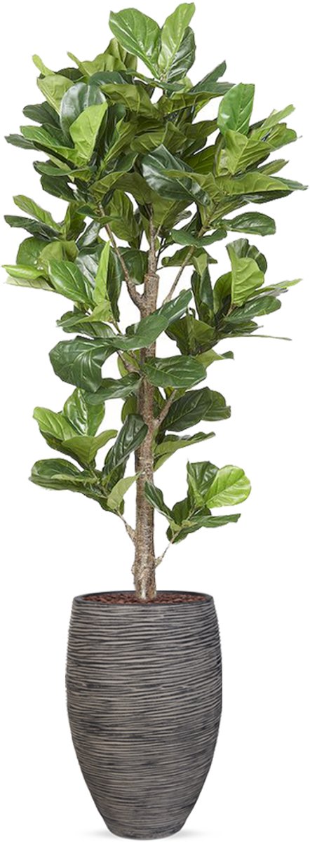 HTT Decorations Kunstplant Ficus Lyrata in vaas elegant Rib antraciet H240 cm