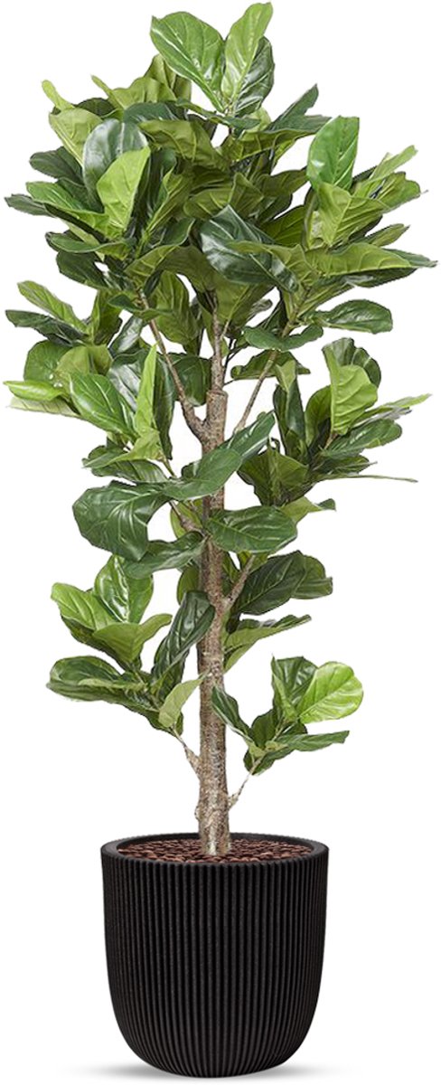 HTT Decorations Kunstplant Ficus Lyrata in planter ball Groove zwart H210 cm