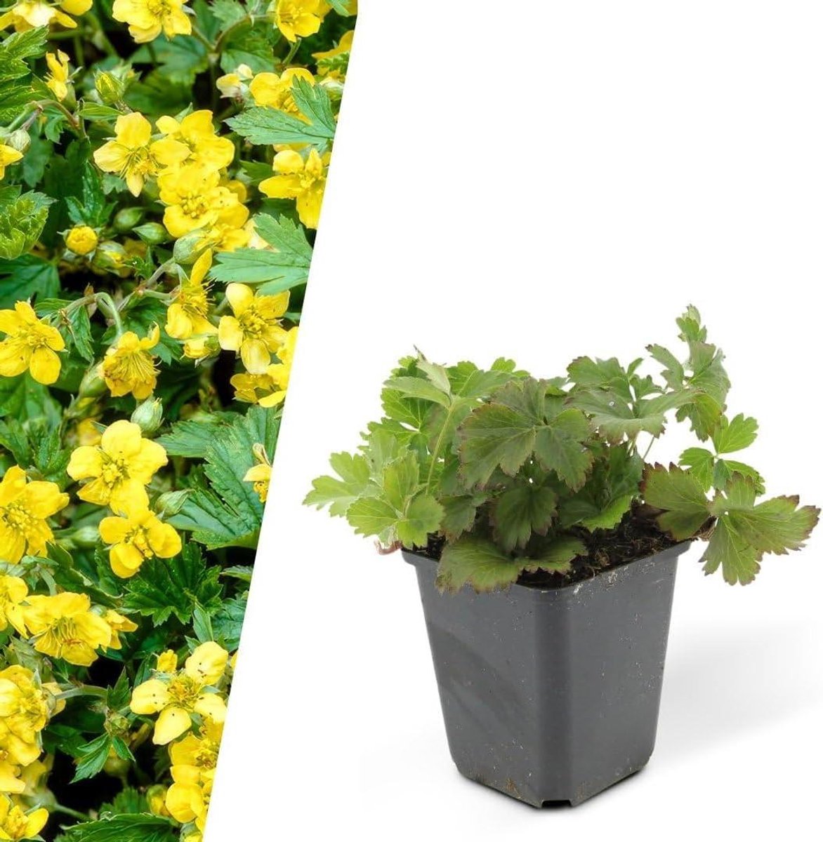 Bodembedekkers set - Perkplanten - Tuin Opvullen - Vorstbestendig - 60 stuks - Groen