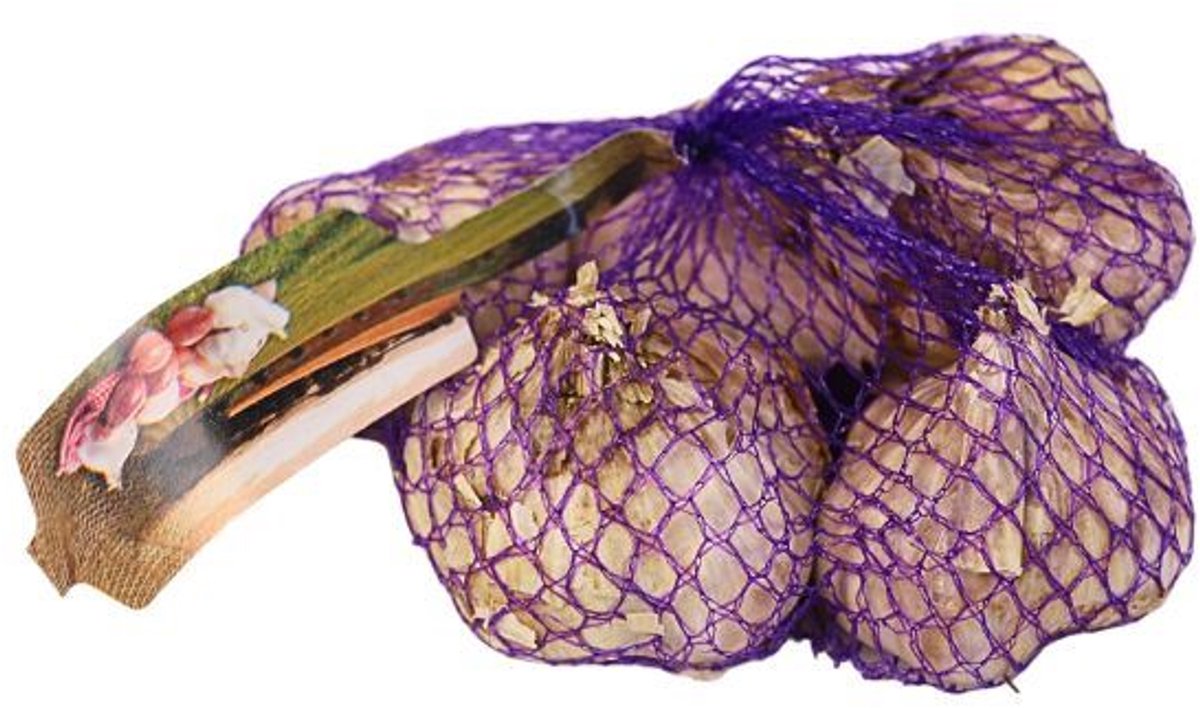 Winter Knoflook voor de moestuin Messidrome 5 stuks - September - November - Garden Select