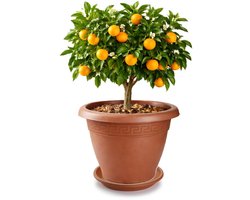 Plasticforte plantenpot met opvang schaal - terracotta - rond - D35 x H28 cm - kunststof - buiten - tuin - bloempot