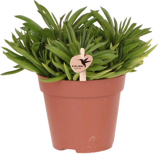 Kolibri Greens | Groene kamerplant - Succulent Peperomia Happy Bean - vers van de kweker - Ø12cm