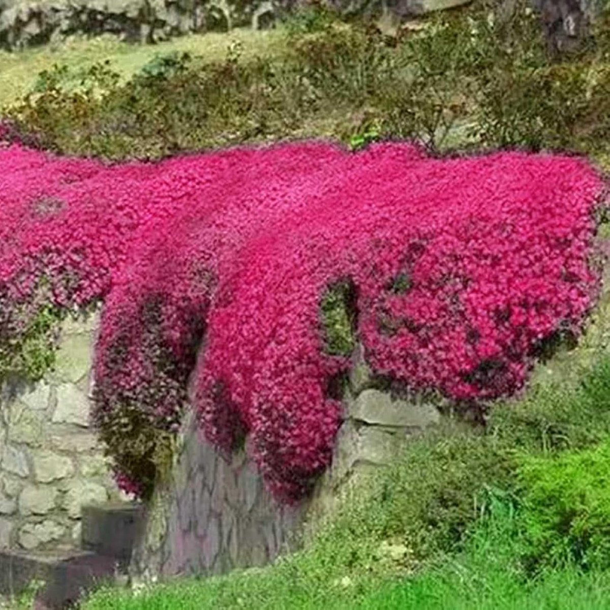 Bodembedekking Zaden - Bloemenzaadjes - Tuin Aankleden - 50.000+ Zaden - 4.0 Gram - Rood