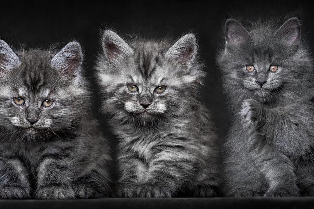 Legpuzzel 500 - Dierenpuzzel Kittens - Ontspanning Thuis - Achterwand Scheidingswand - 52x38cm - Multicolor