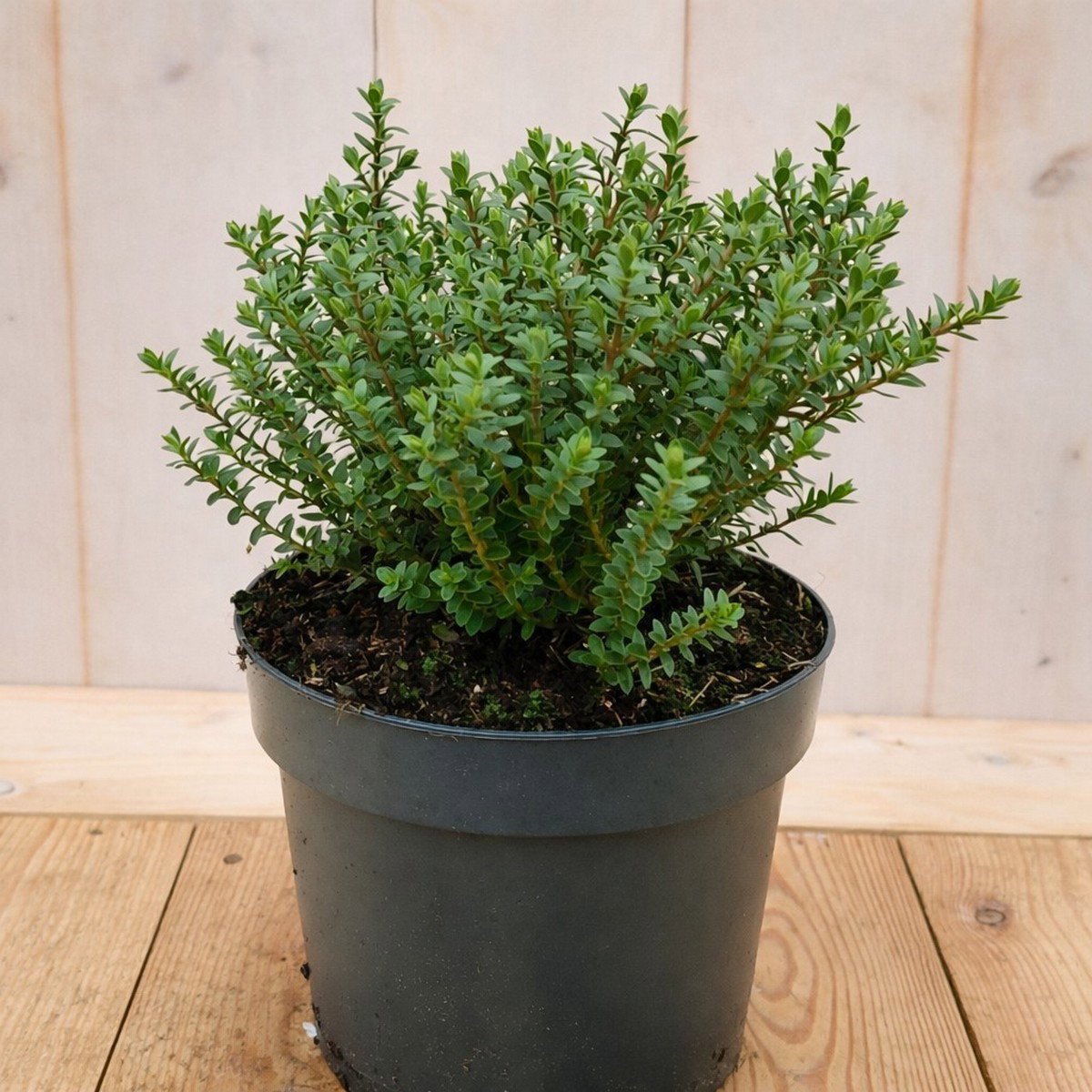 Warentuin natuurlijk - Hebe Vernicosa groenblijvend vaste plant hel...