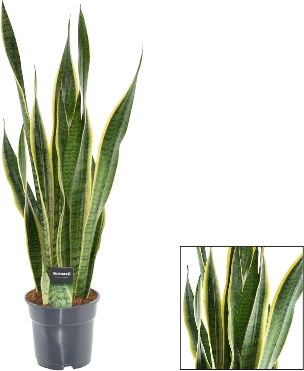 Kamerplant - Groenblijvende plant - Interieur verfraaien - Makkelijk in onderhoud - 60-70 cm - Groen