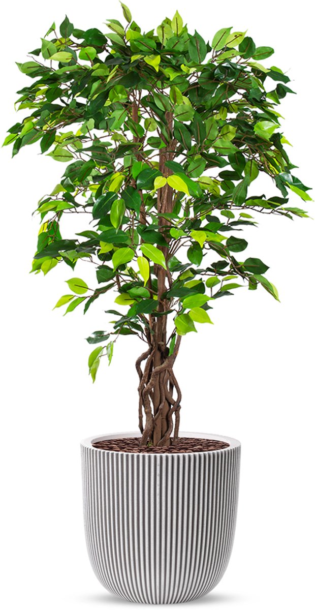 HTT Decorations Kunstplant Ficus in Planter Ball groove ivoor H140 cm