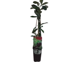 Lycium barbarum (goji bes | boksdoorn) | 75 cm hoog | In 10 cm pot | Eetbare bessenstruik voor tuin en terras