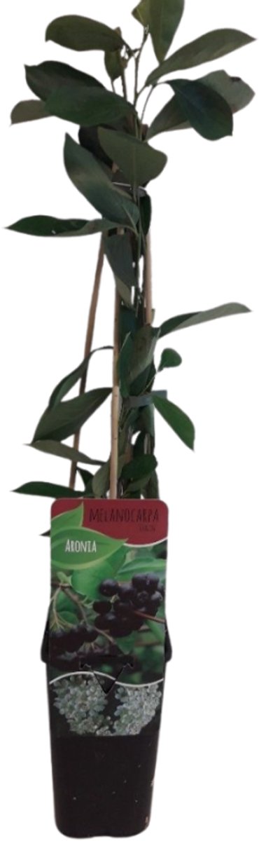 JUNAVERA Lycium barbarum (goji bes | boksdoorn) | 75 cm hoog | In 10 cm pot | Eetbare bessenstruik voor tuin en terras