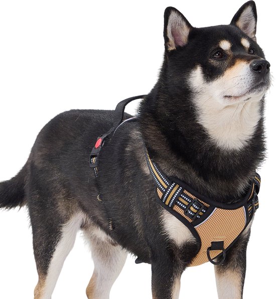Chien Shiba Inu noir portant un harnais en Y beige et noir avec des accents réfléchissants.
