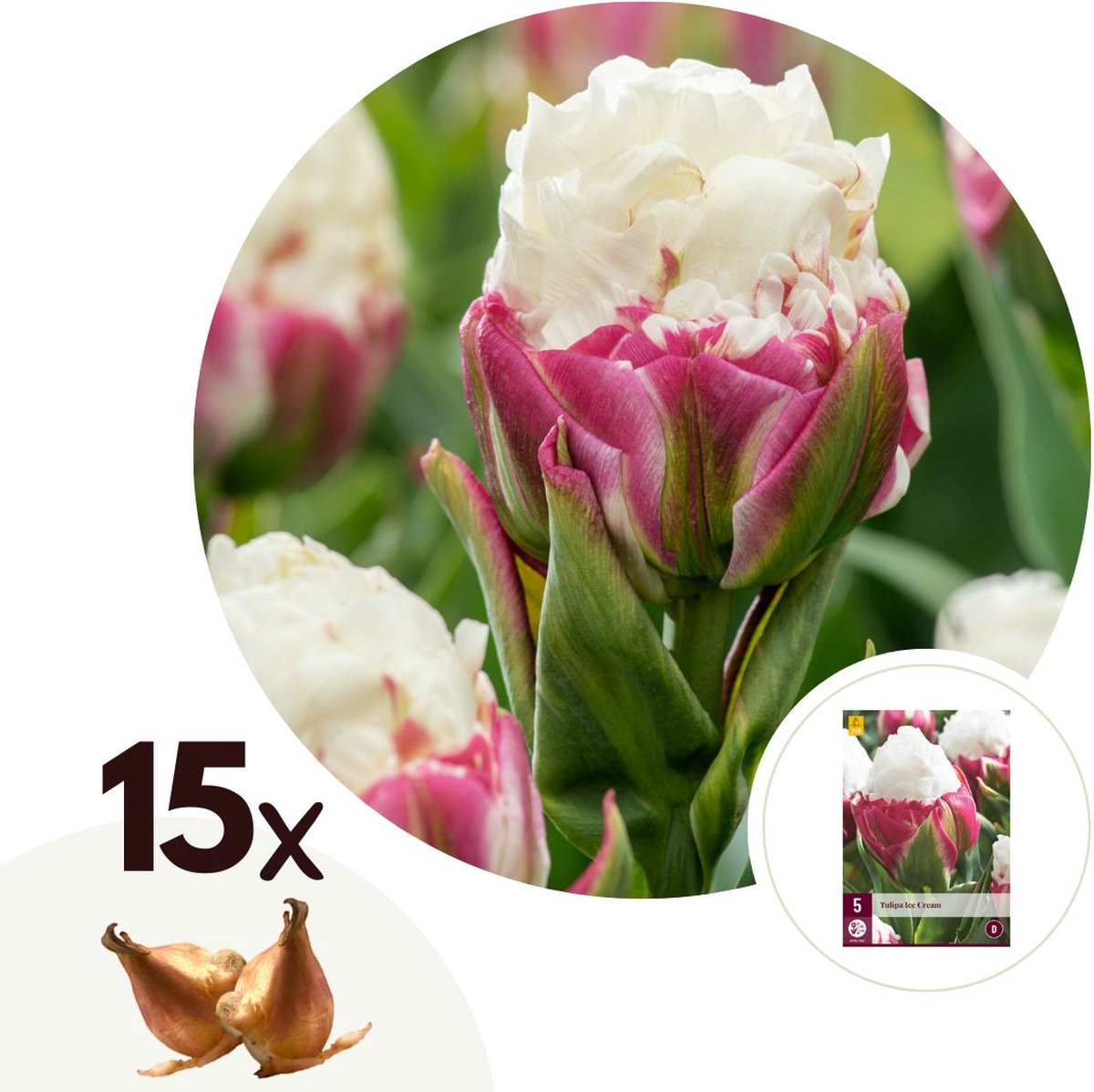 Plant in a Box - Tulipa Ice Cream - Bloem bollen x15 - Tulp - Paars Wit - Tulpen uit Holland
