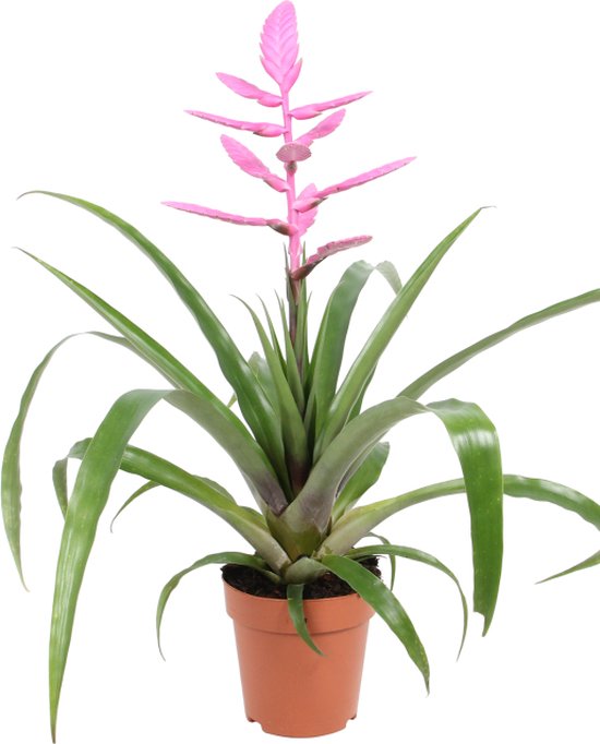 Bromelia