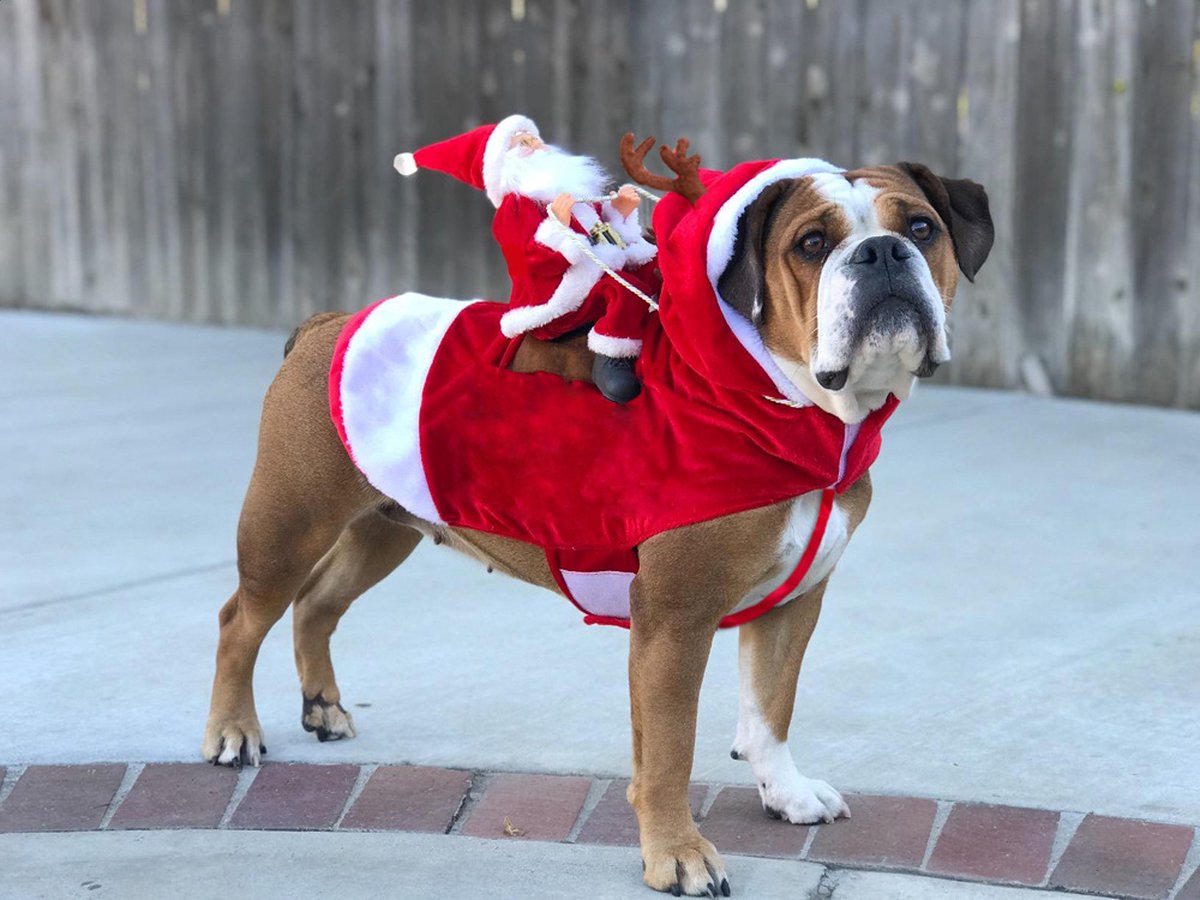 Hondentrui - Kersttrui voor honden - Hond Kerst Outfit - Wolle trui - Warme trui voor dieren - Security - Hond Kerst Kostuum Pak - Voor Kleine Grote Honden Katten — cadeau in Cadeau-ideeën - foto 3