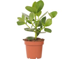 Plant in a Box - Varkensboom - Clusia rosea 'Princess' - Hoogte 25-35cm - Pot 12cm - Kamerplant - Groen