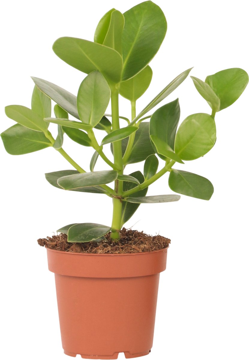 Plant in a Box - Varkensboom - Clusia rosea 'Princess' - Hoogte 25-35cm - Pot 12cm - Kamerplant - Groen