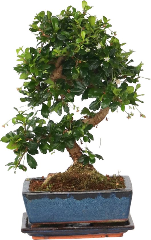 5 populaire bonsaiboompje soorten + extra info over gereedschap en starter kits 7 Plant in a Box - Carmona microphylla - S-vorm - Hoogte 20-25cm - Fukien thee