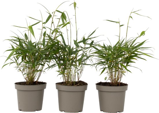Plant in a Box - Fargesia scabrida Asian Wonder - Set van 3 - Niet woekerende rode bamboe - Pot 13cm - Hoogte 25-40cm